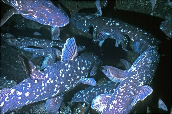 World’s oldest fish was presumed extinct for 60 million years before being rediscovered