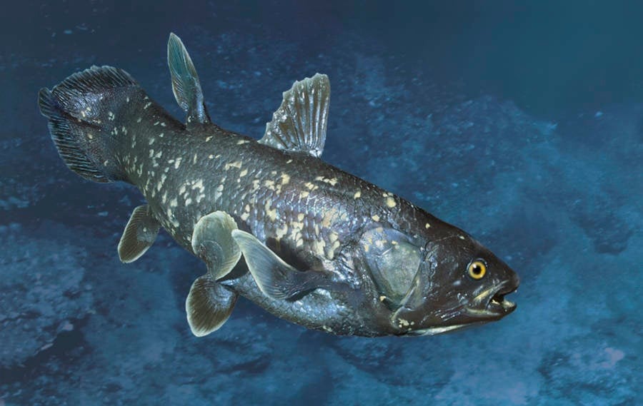 World’s oldest fish was presumed extinct for 60 million years before being rediscovered