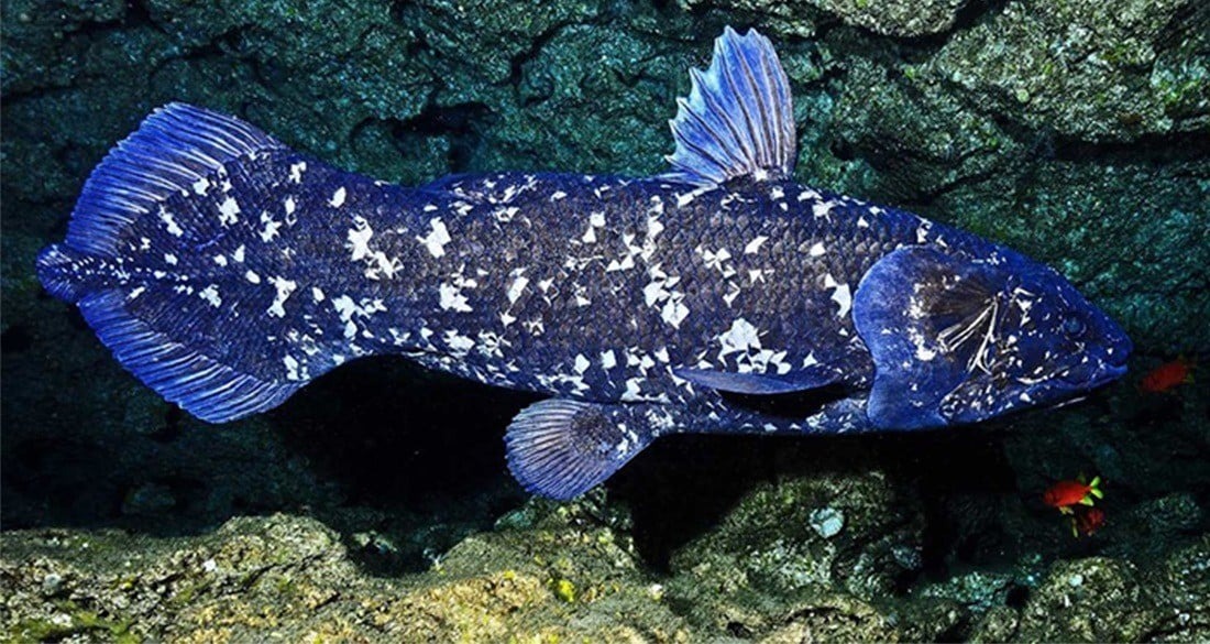 World’s oldest fish was presumed extinct for 60 million years before being rediscovered