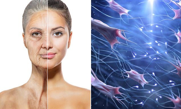 تغییرات پروتئینی محافظ در برابر پیری و بیماری