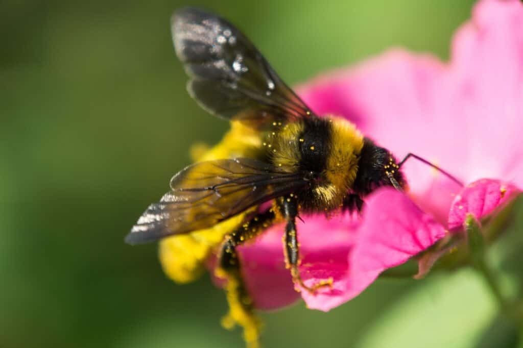 بقای زنبور صرفاً گرده نیست