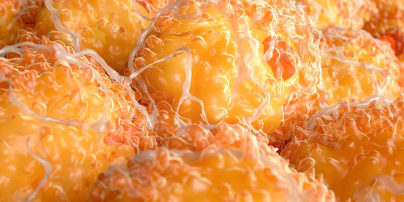 چربی احشایی