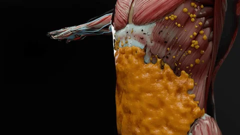 چربی احشایی