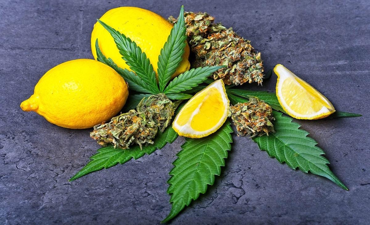 مهار اضطراب حشیش با روغن اساسی مهار اضطراب حشیش با روغن اساسی