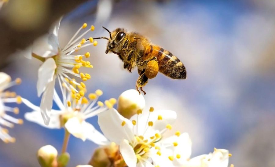بقای زنبور صرفاً گرده نیست