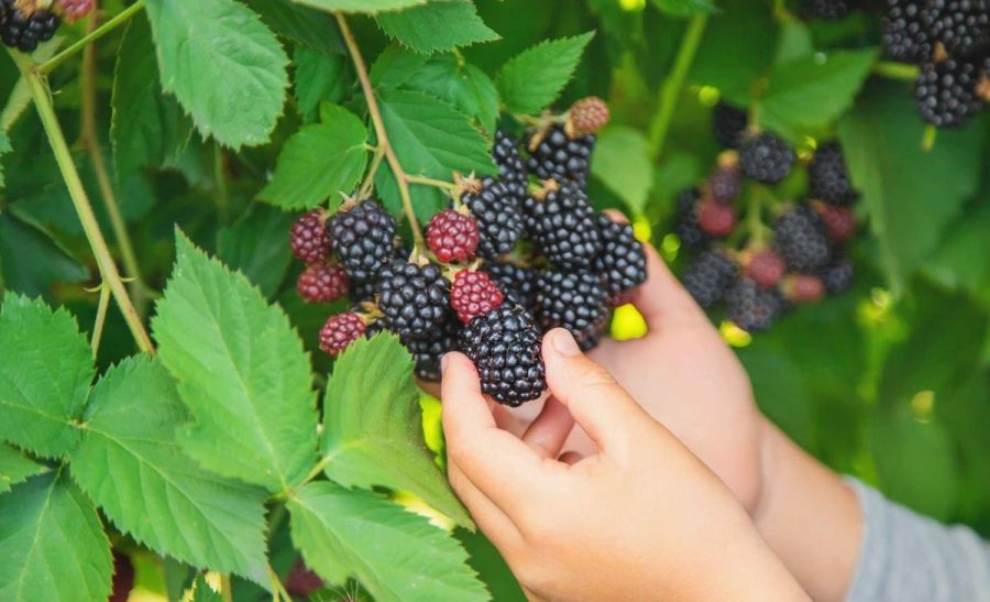 تمشکهای بدون خار با کمک ژنتیک