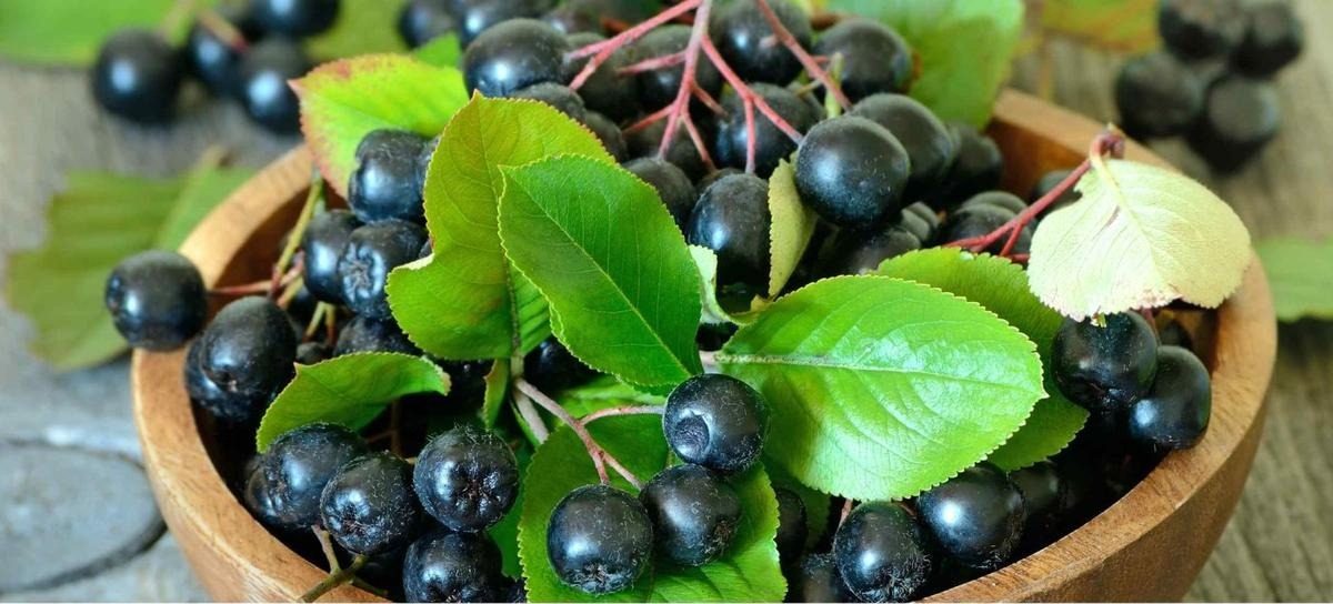 طلای سیاه: میوهای برای تنظیم قند و فشار طلای سیاه: میوهای برای تنظیم قند و فشار