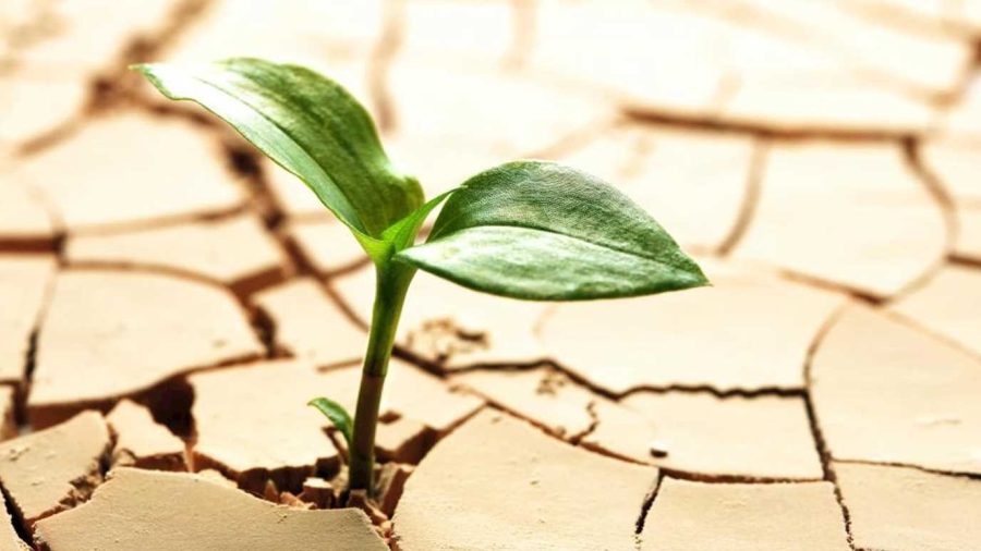 گیاهی برای نجات محصولات از خشکی