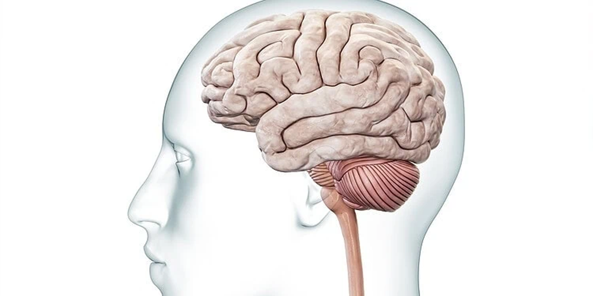 کشف پیوند خجالتی‌بودن با فعالیت خودبه‌خودی مخچه